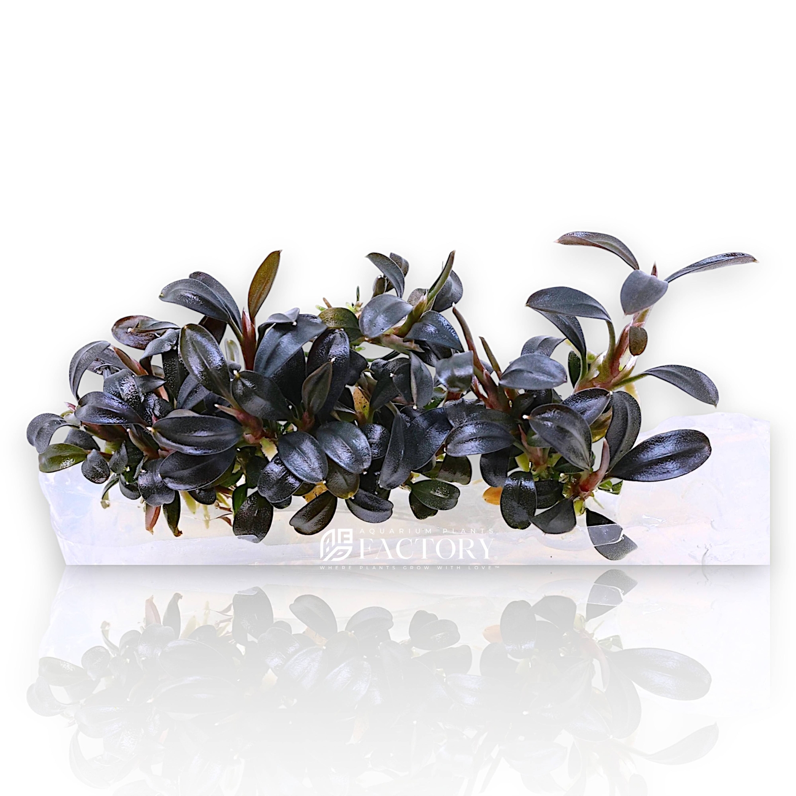 Bucephalandra Brownie Ghost 2011 Tissue Culture | Aquarium Plants Factory®