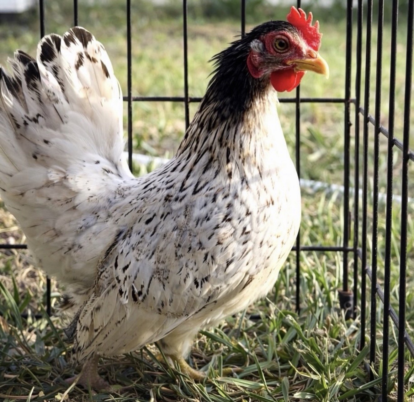 Hens choice- assorted bantam hatching eggs