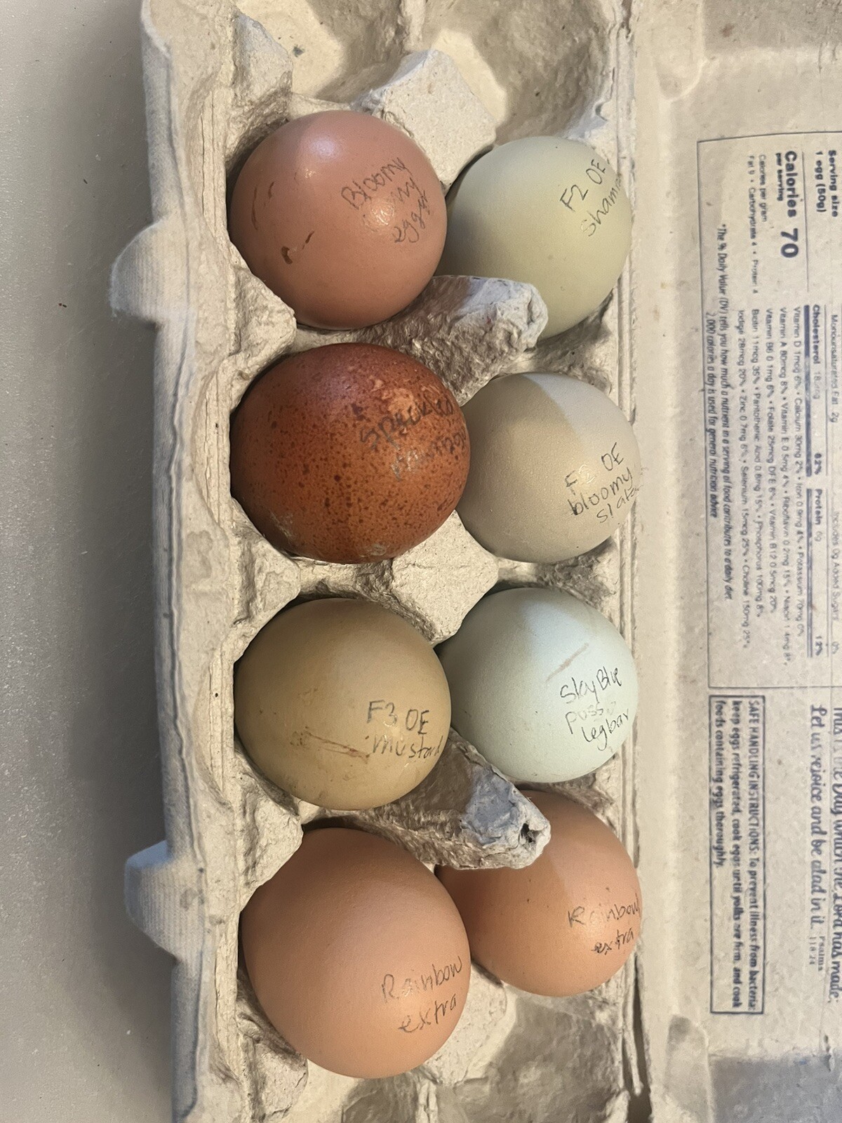 Hatching Eggs RAINBOW LAYERS / OLIVE EGGERS 10+2 NPIP Pure Breeds possible Dozen