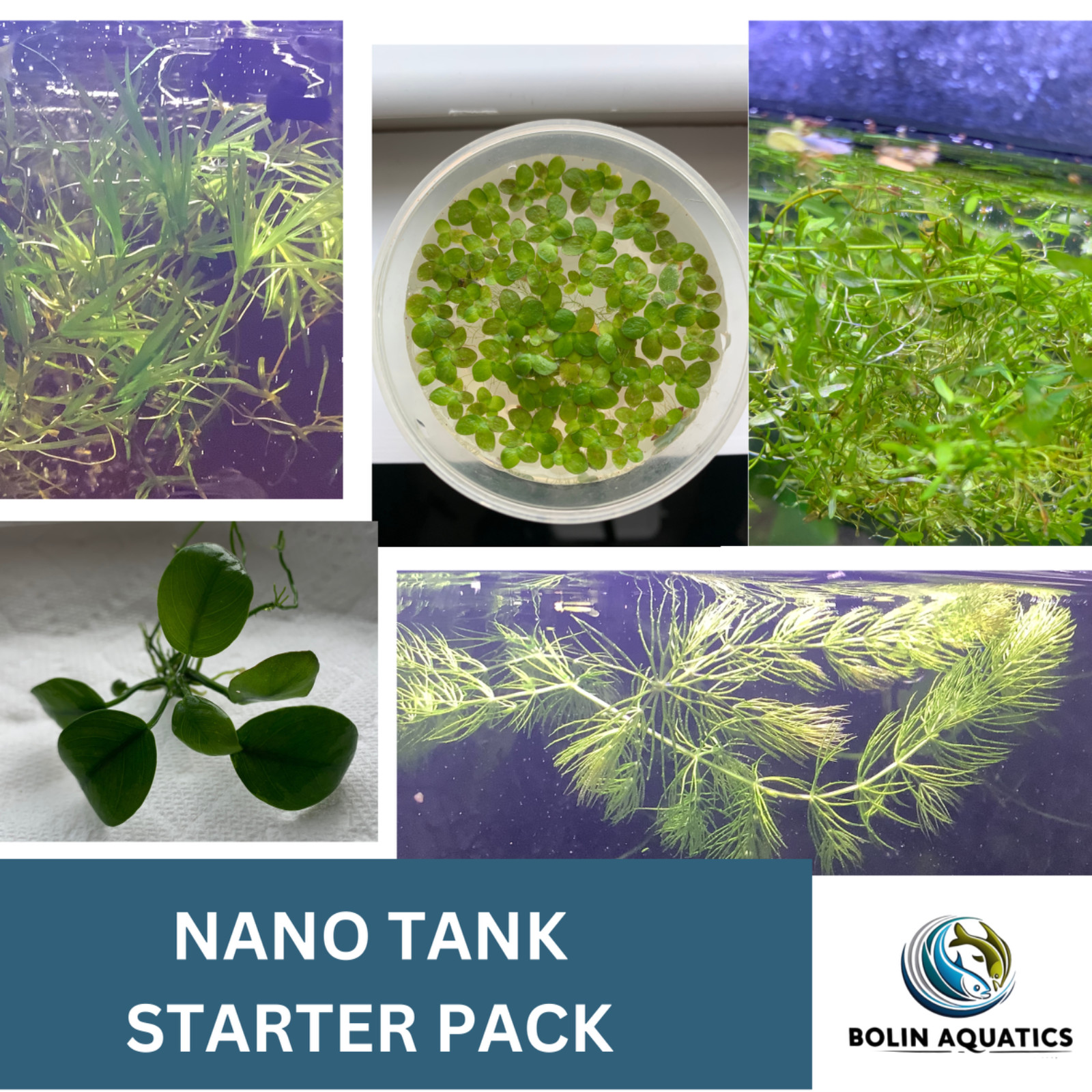Nano Aquarium 5 Plants Starter Bundle - Anubias Hornwort Pearl Weed Guppy Grass