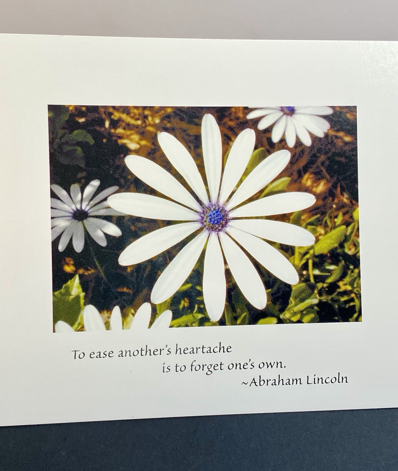 Photograph Of A White Osteospermum Flower On Blank Note Card W/Envelope Quote