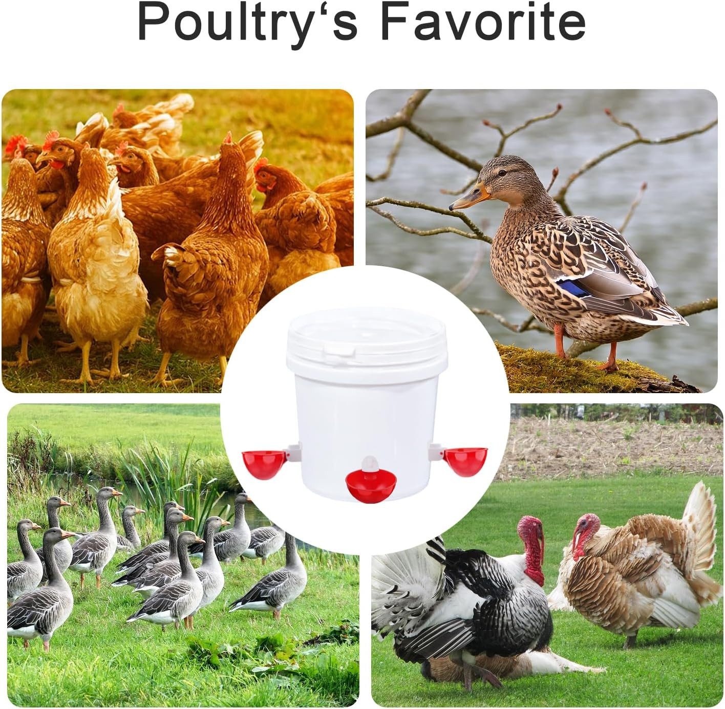 Chicken Waterer Cups, 6 Packs Large Chicken Watering Cups, Automatic Chicken