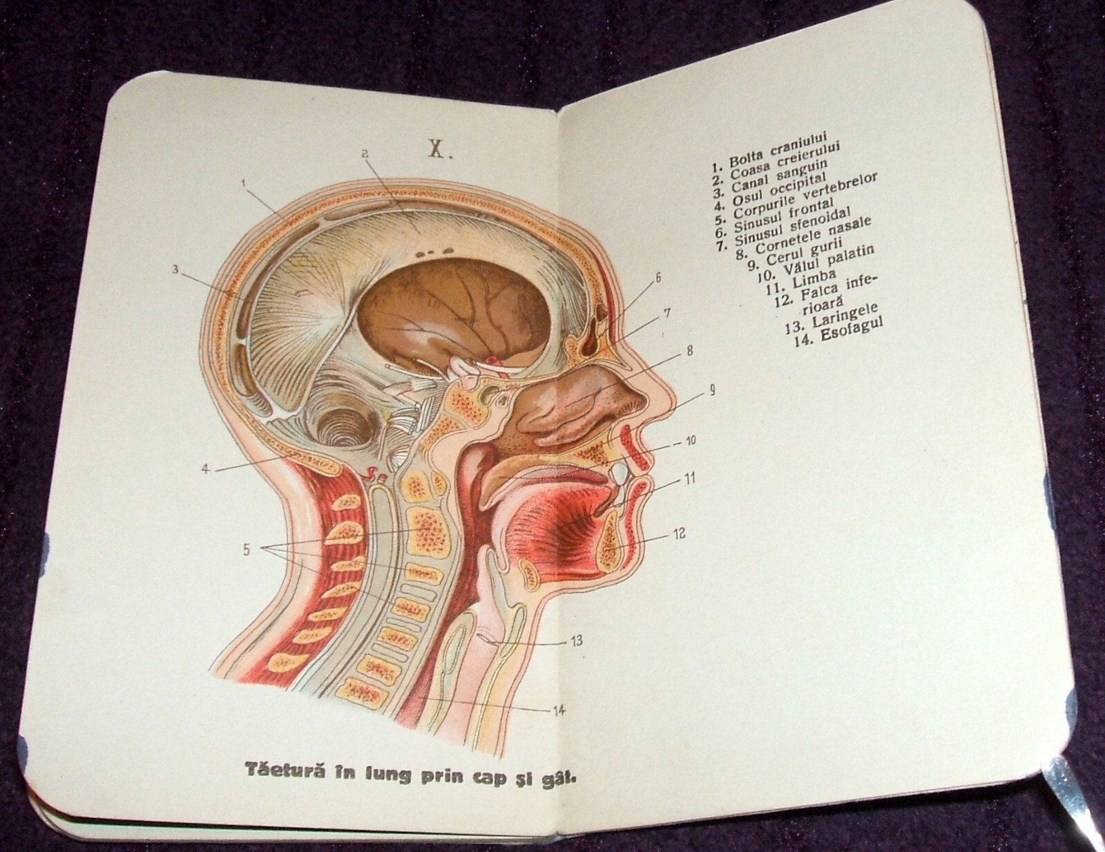 1900 Small Anatomical Atlas, Anatomy illustrated mini book, Human Body, medicine