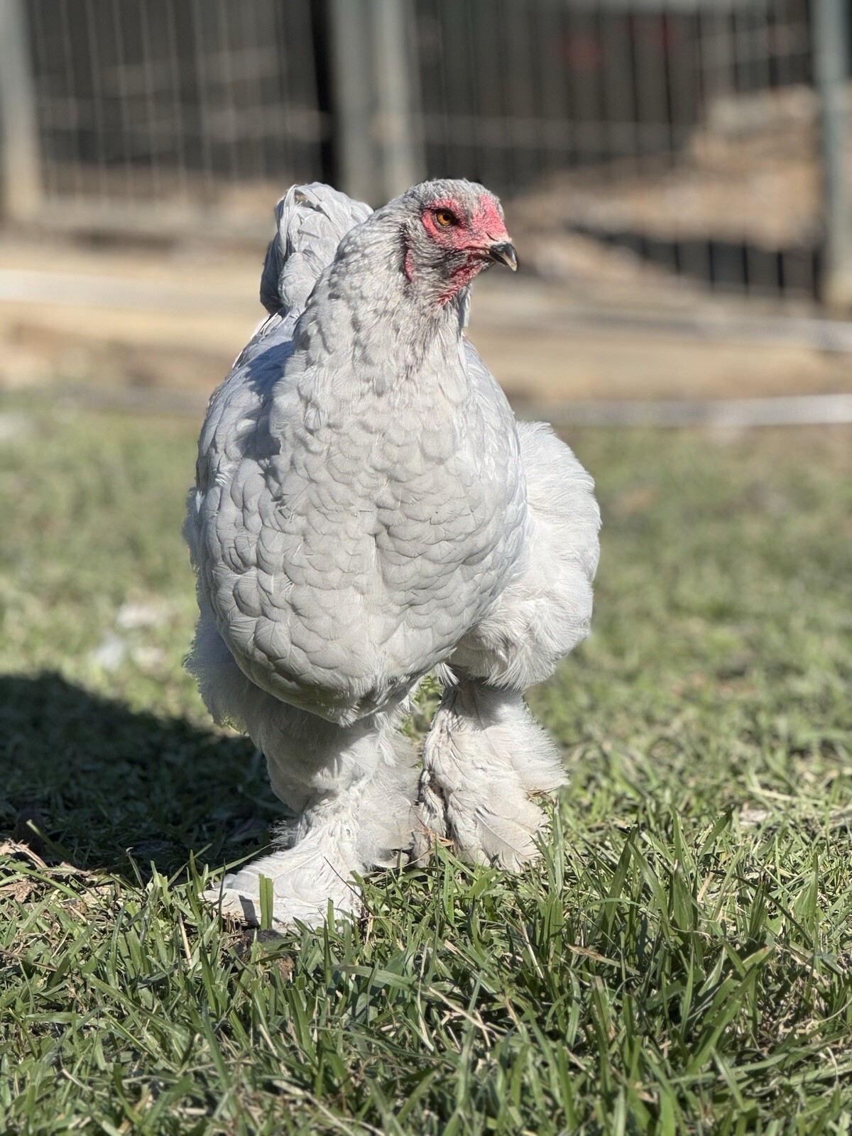 1 Lavender or Isabel Brahma Hatching Egg
