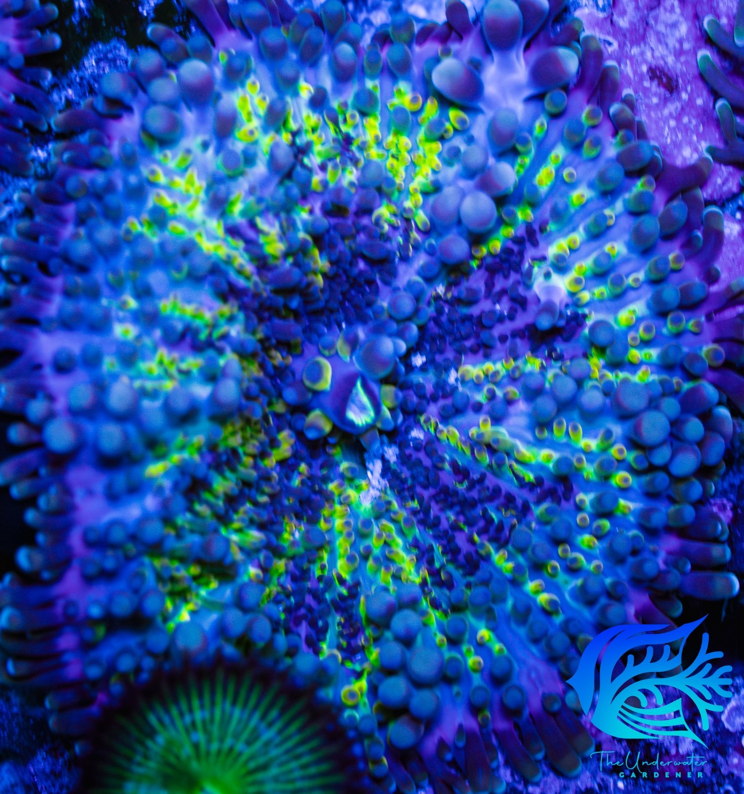 Yuma Mushroom | WYSIWYG | Live Coral | 3"