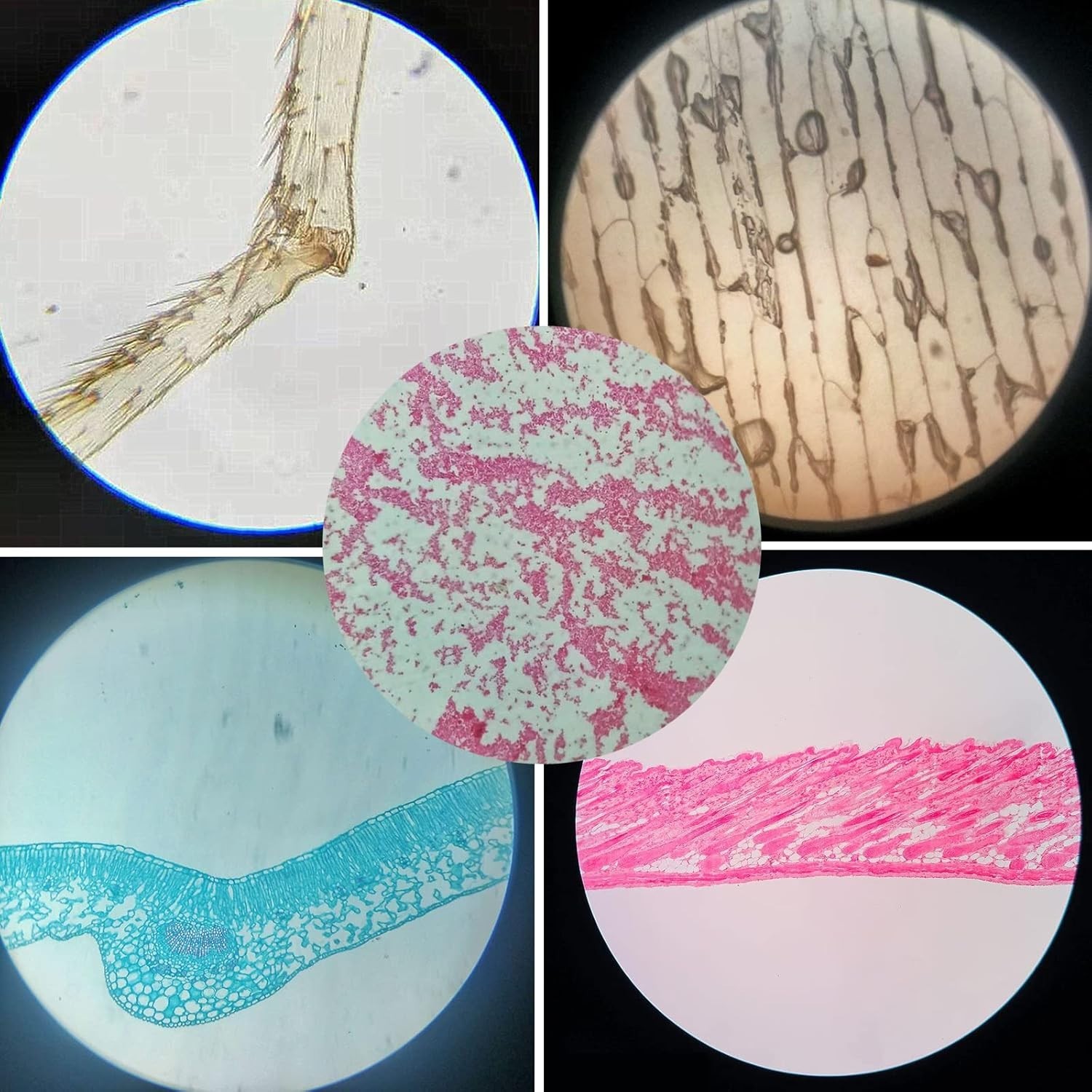 60PCS Prepared Microscope Slides for Kids – Safe & Engaging Science Exploration