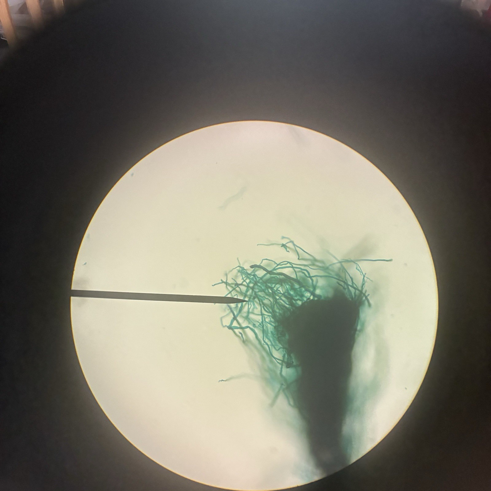 Swift Instruments Monocular Microscope - Series 2240