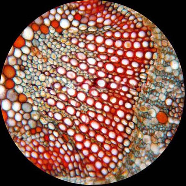 AmScope PB10 10 Prepared & Blank Microscope Glass Slides