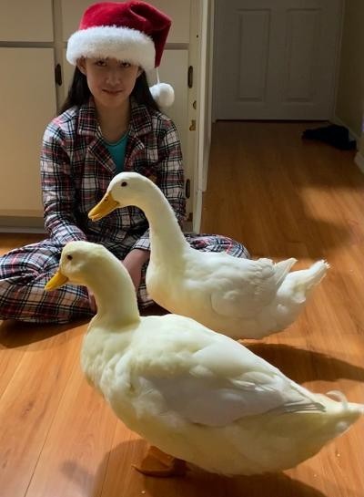 Jumbo Pekin & Hybrid 300 Ducks Eggs for Hatching.