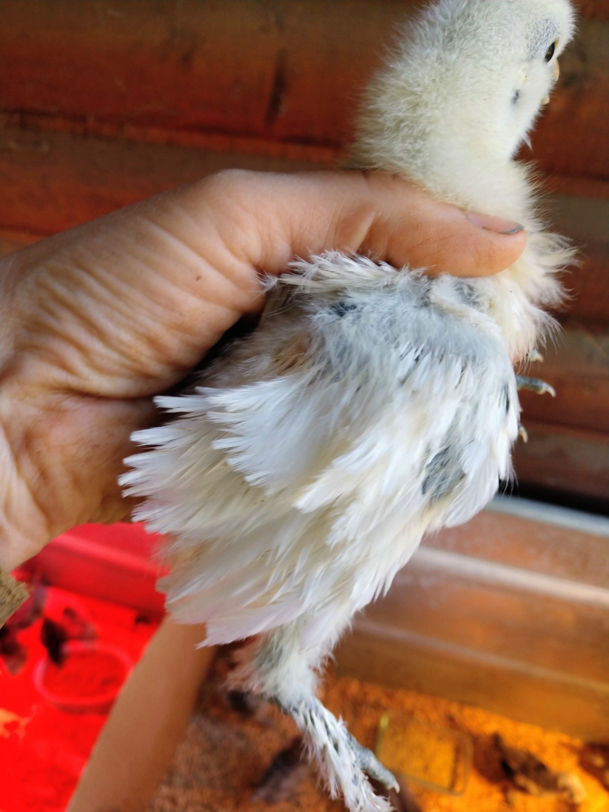 6 Fancy & Rare Breed Chicken Hatching Eggs