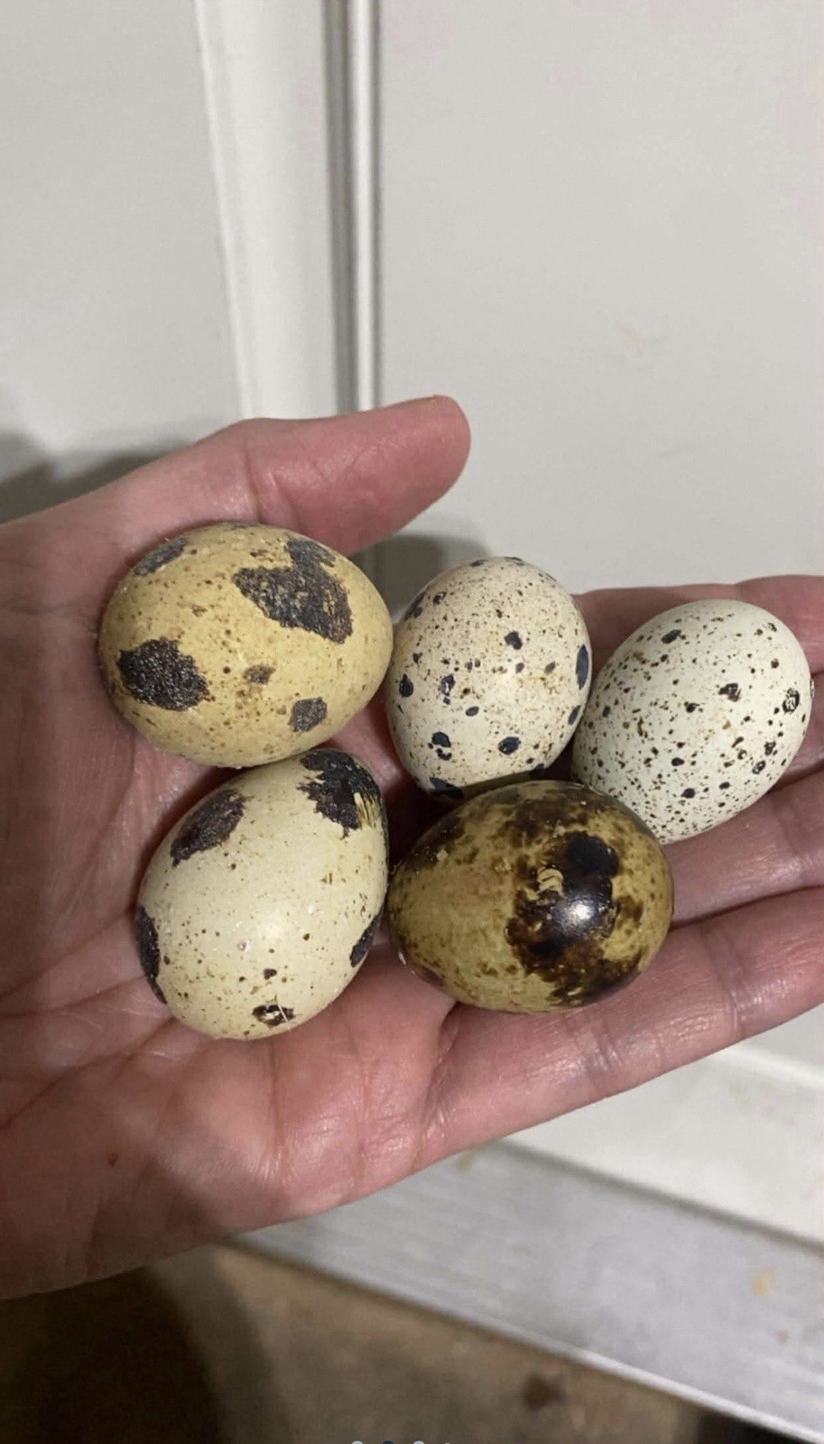Coturnix Quail Hatching Eggs – Assorted Colors and Patterns