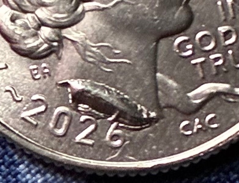 Roosevelt Dime 2026-P Philadelphia Silver 10C Business Strike