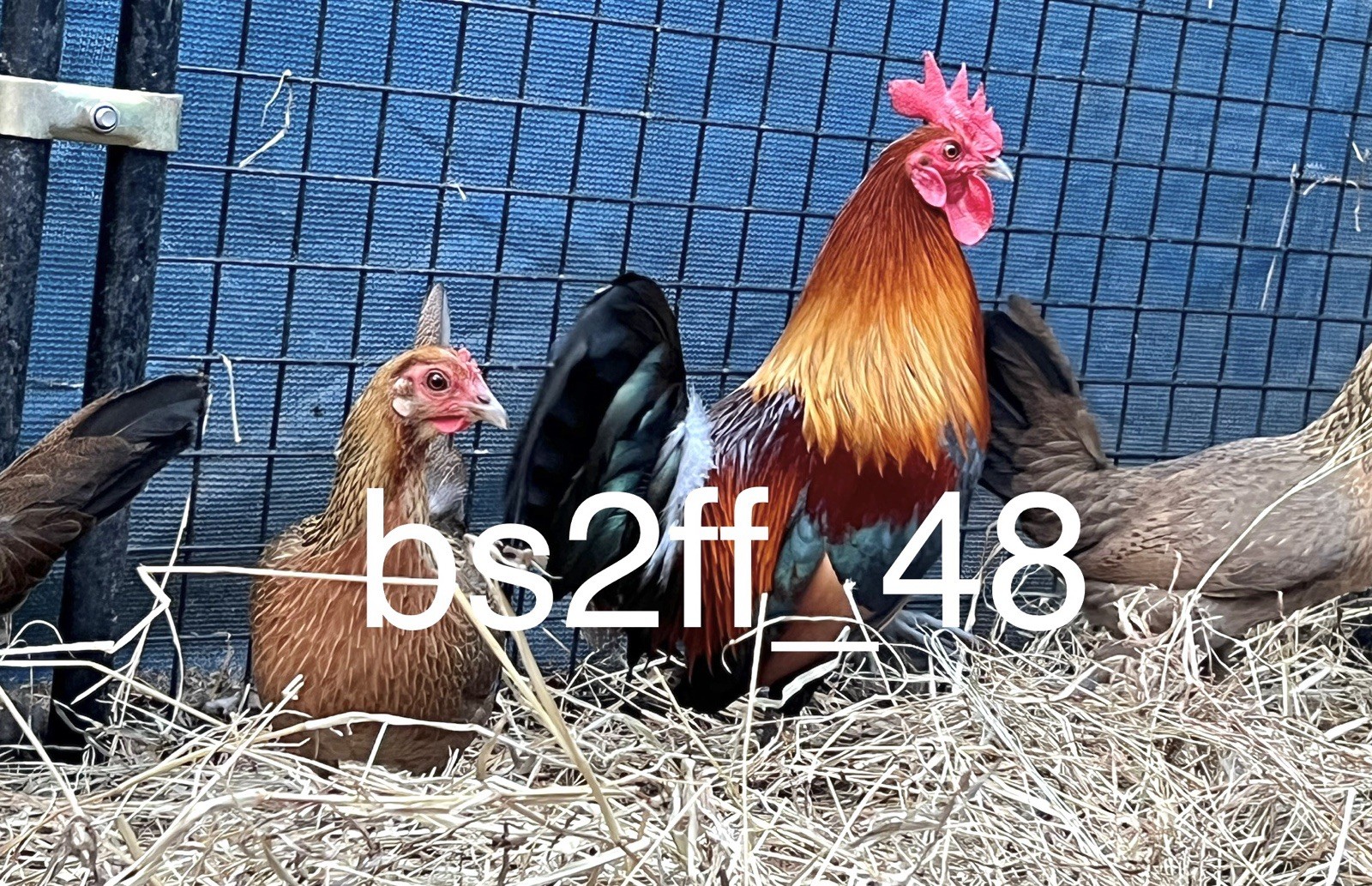 Red Jungle Fowl Hatching Egg