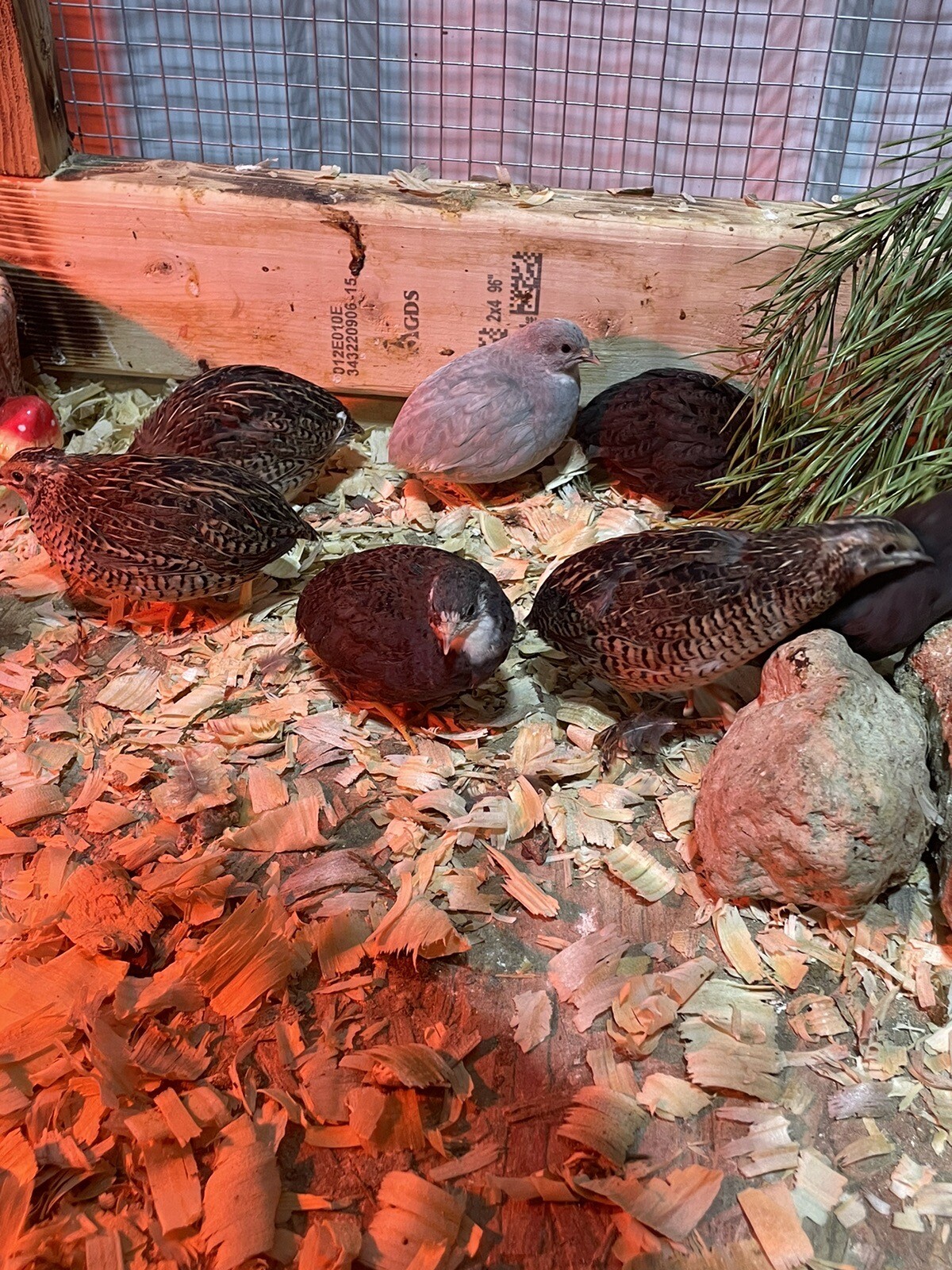 24 Fertile Button Quail Hatching Eggs
