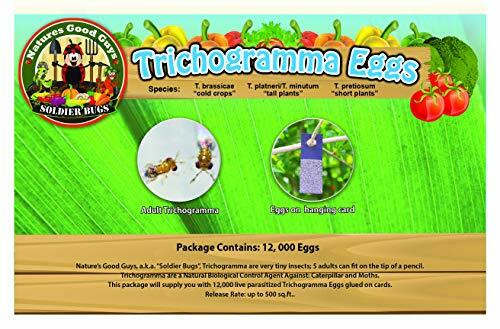 Bug Sales Caterpillar & Moth Exterminator- Trichogramma 30 Squares/ 100,000 Eggs