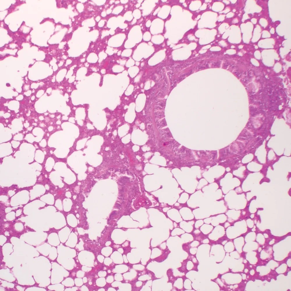 ABGIL Mammal Histology (Cat, Dog, Goat) Microscopic Slides