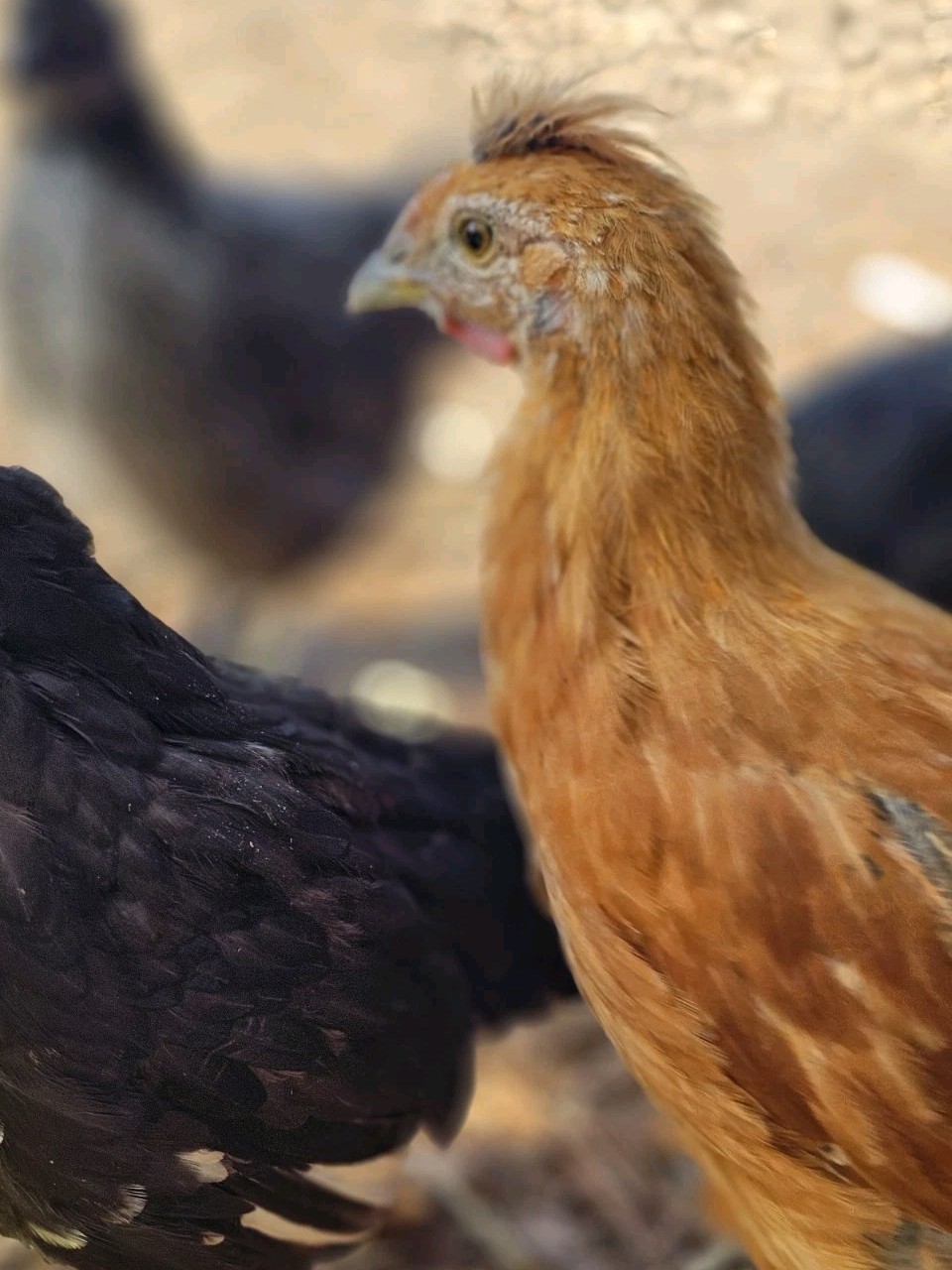 12+ bantam/easter egger cross, possible purebreeds!!