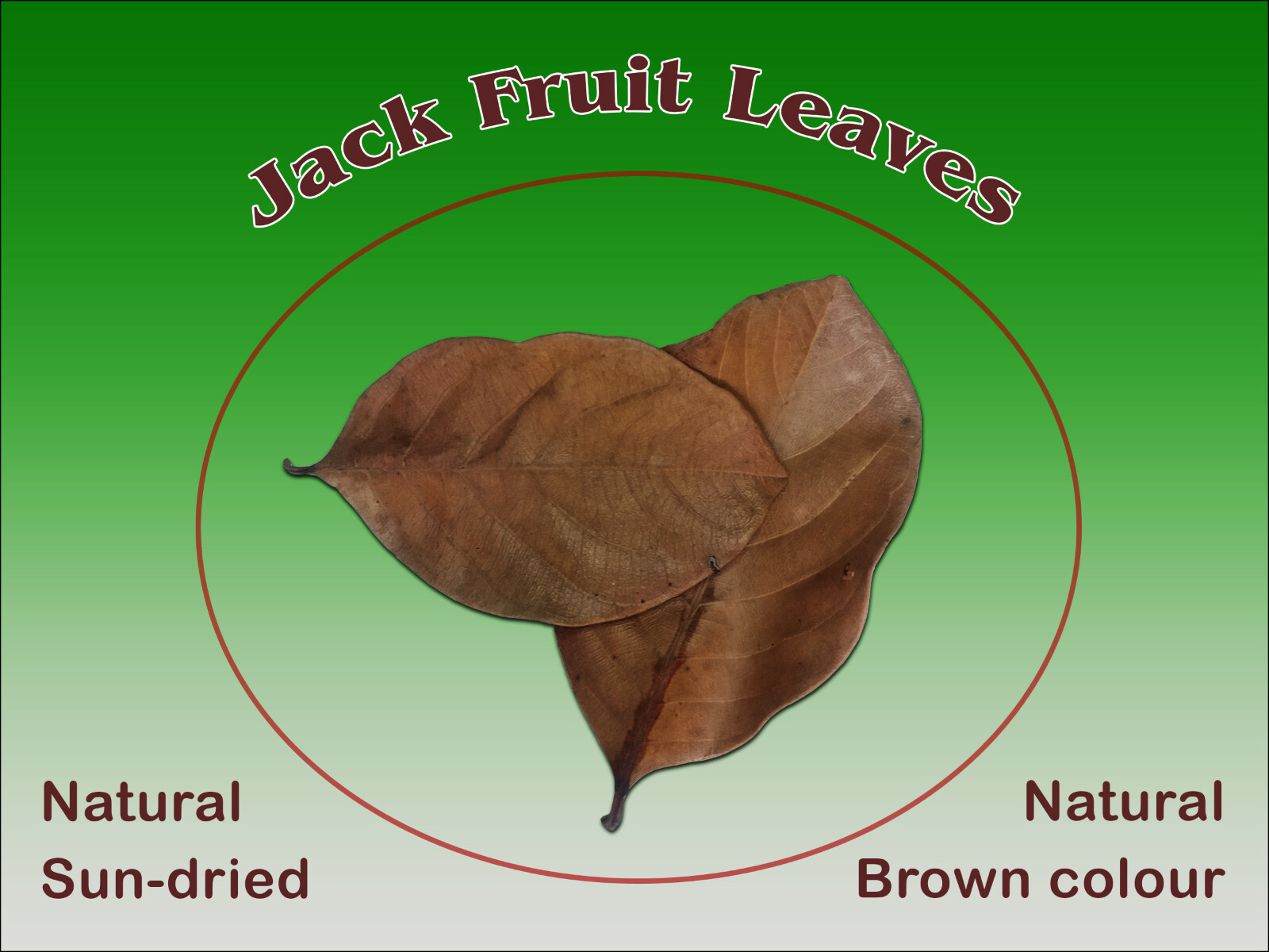 Jack Fruit Leaves,Natural Sun-dried, Organic, bio Betta fish/Shrimp, Aquarium