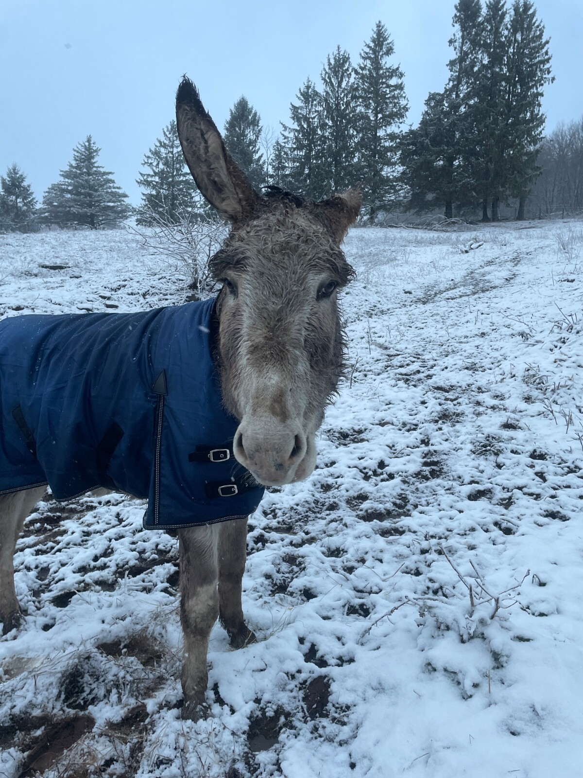 Donkey Longear Winter Turnout Blanket - mini donkey