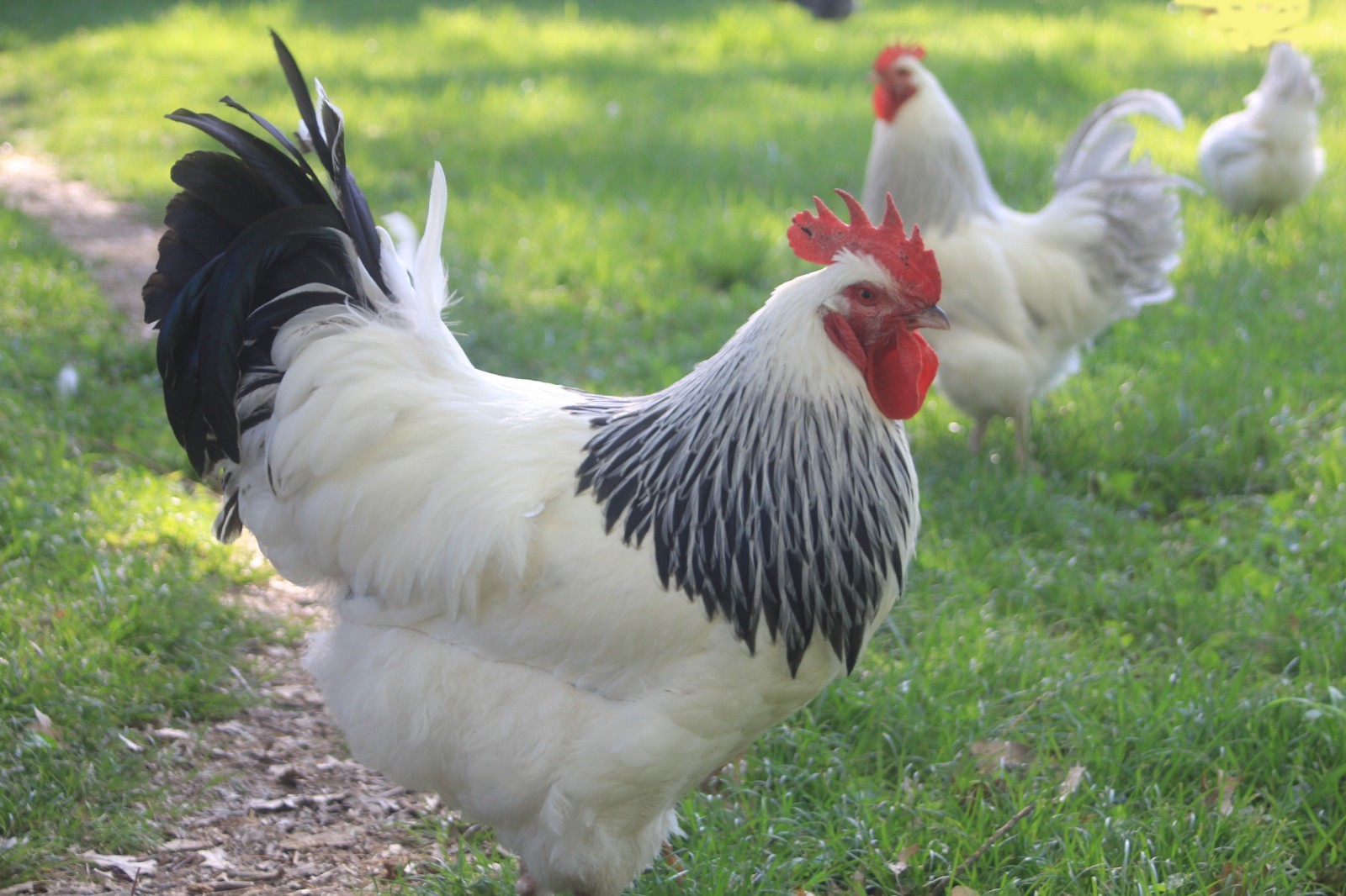 10+ ORGANIC LIGHT SUSSEX and CORONATION SUSSEX Hatching Eggs, fertile free range