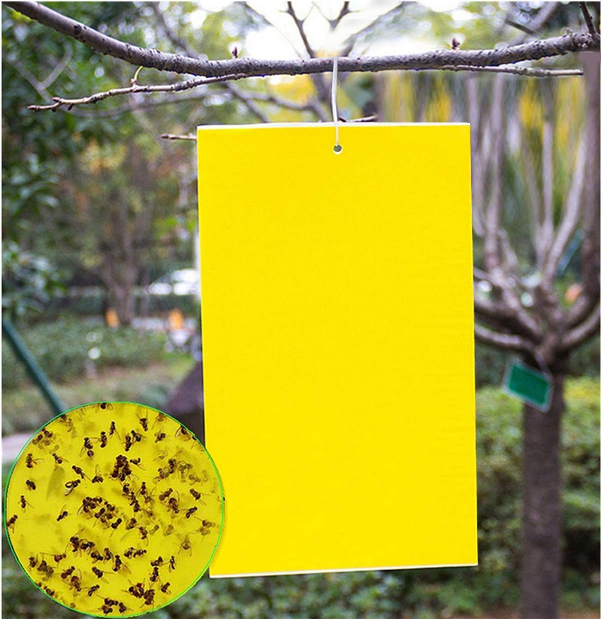 20 Count Dual Yellow Sticky Traps 8 X 6 Inch Set for Flying Plant Insect Like Fu