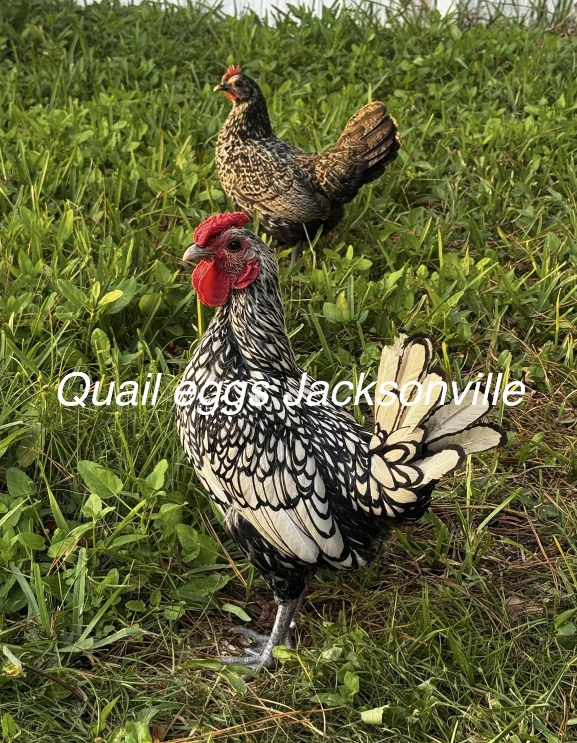 8 Fresh Fertile Hatching Eggs Bantam Chicken Assorted Colors