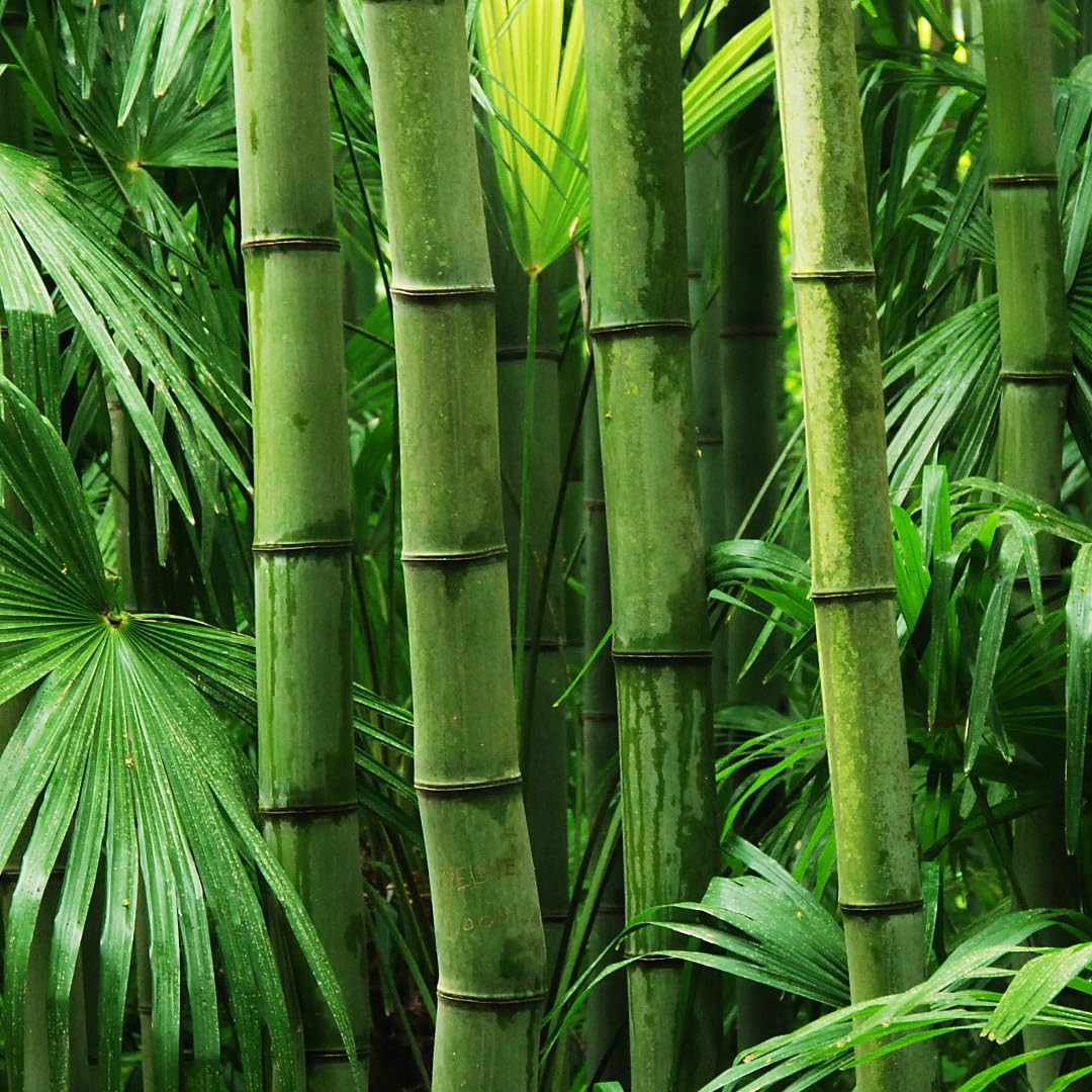 Giant Bamboo Seeds for Planting - 50+ Seeds - Grow Giant Bamboo, Privacy Scre...