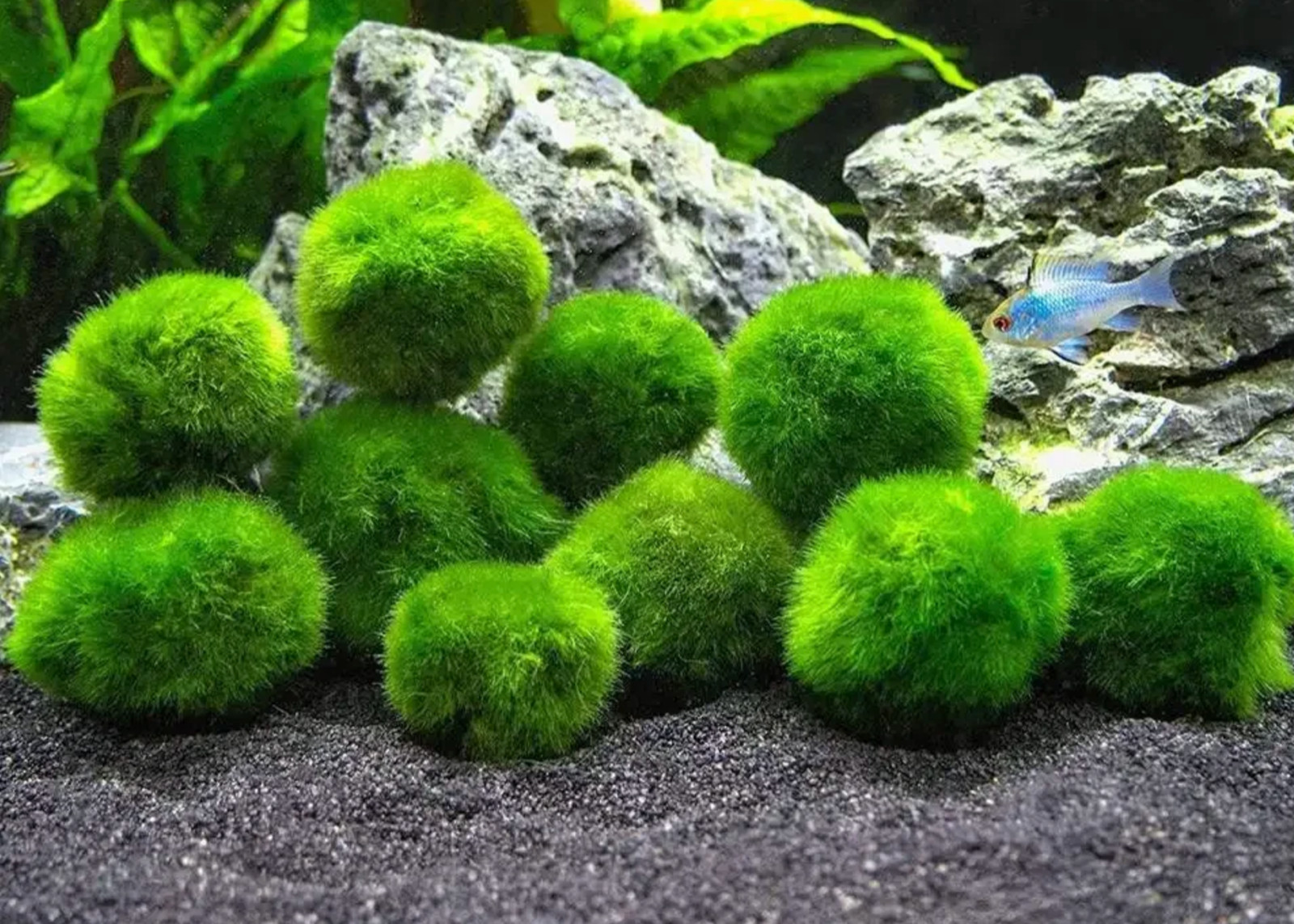 5 Marimo Moss Ball 1-1,5 inches Cladophora Live Plant Aquarium in USA