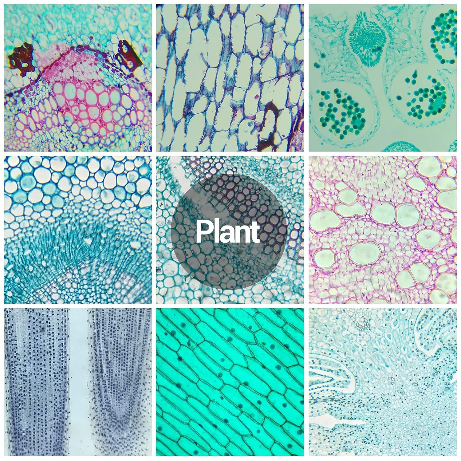 60 Microscope Slides with Specimens for Kids, Prepared Microscope Slides for ...
