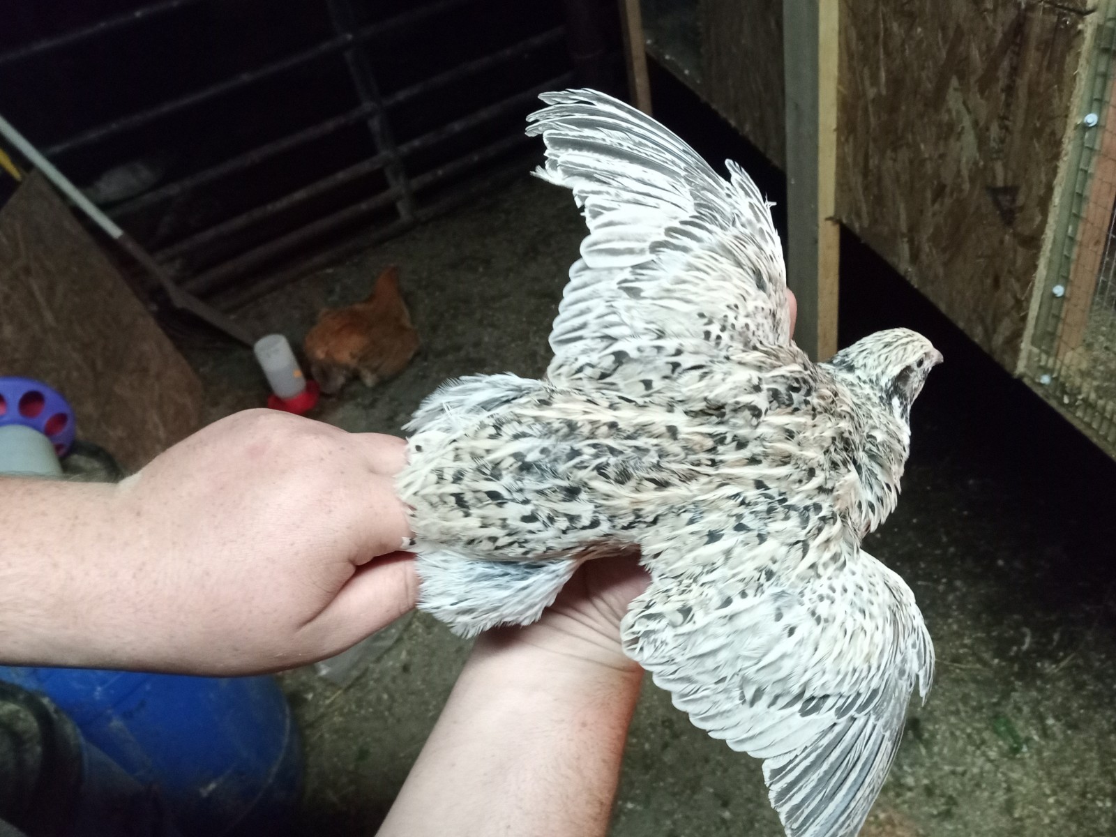 50+ Rare Conturnix Quail hatching Eggs Mixed Colors