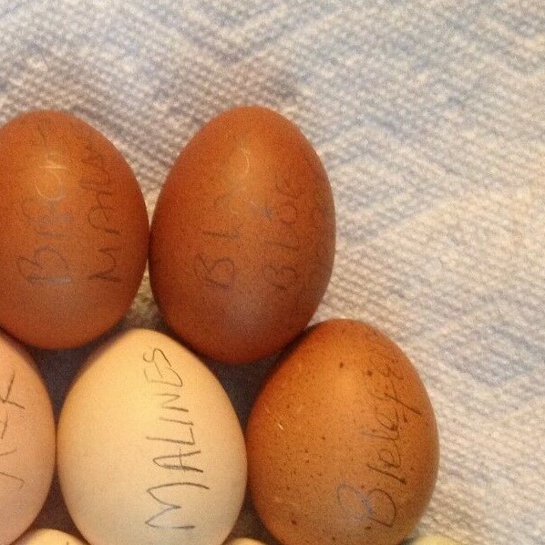 BLACK BLUE OR SPLASH COPPER MARANS 100% PURE TYPE ( 12 ) HATCHING EGGS