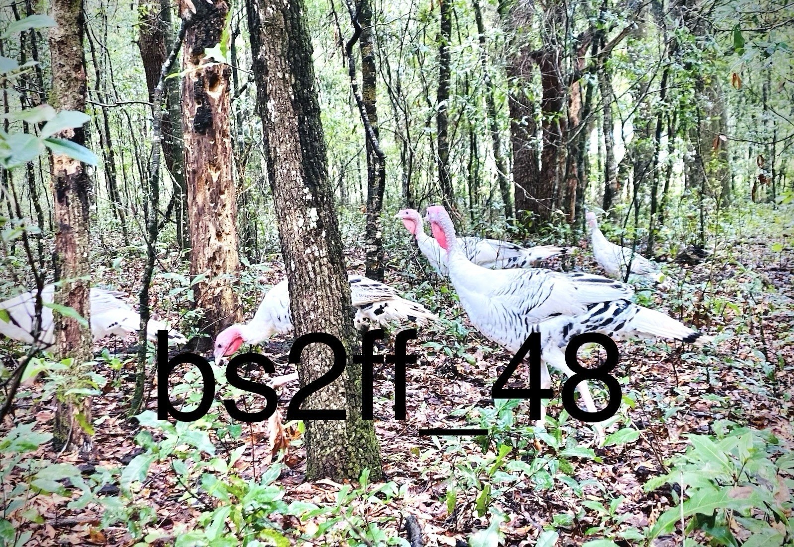 6 Royal Palm Turkey Hatching Eggs