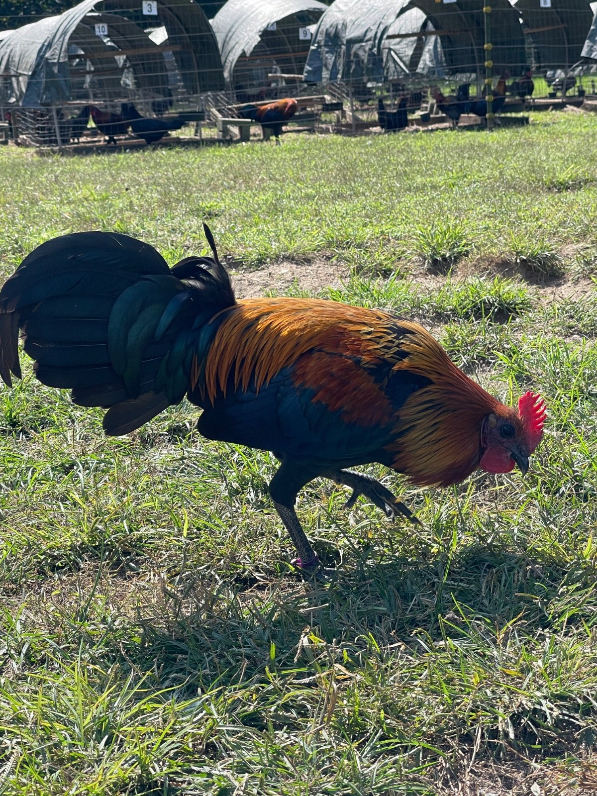 8 + Fertile Chicken Hatching Eggs (please message for strain)