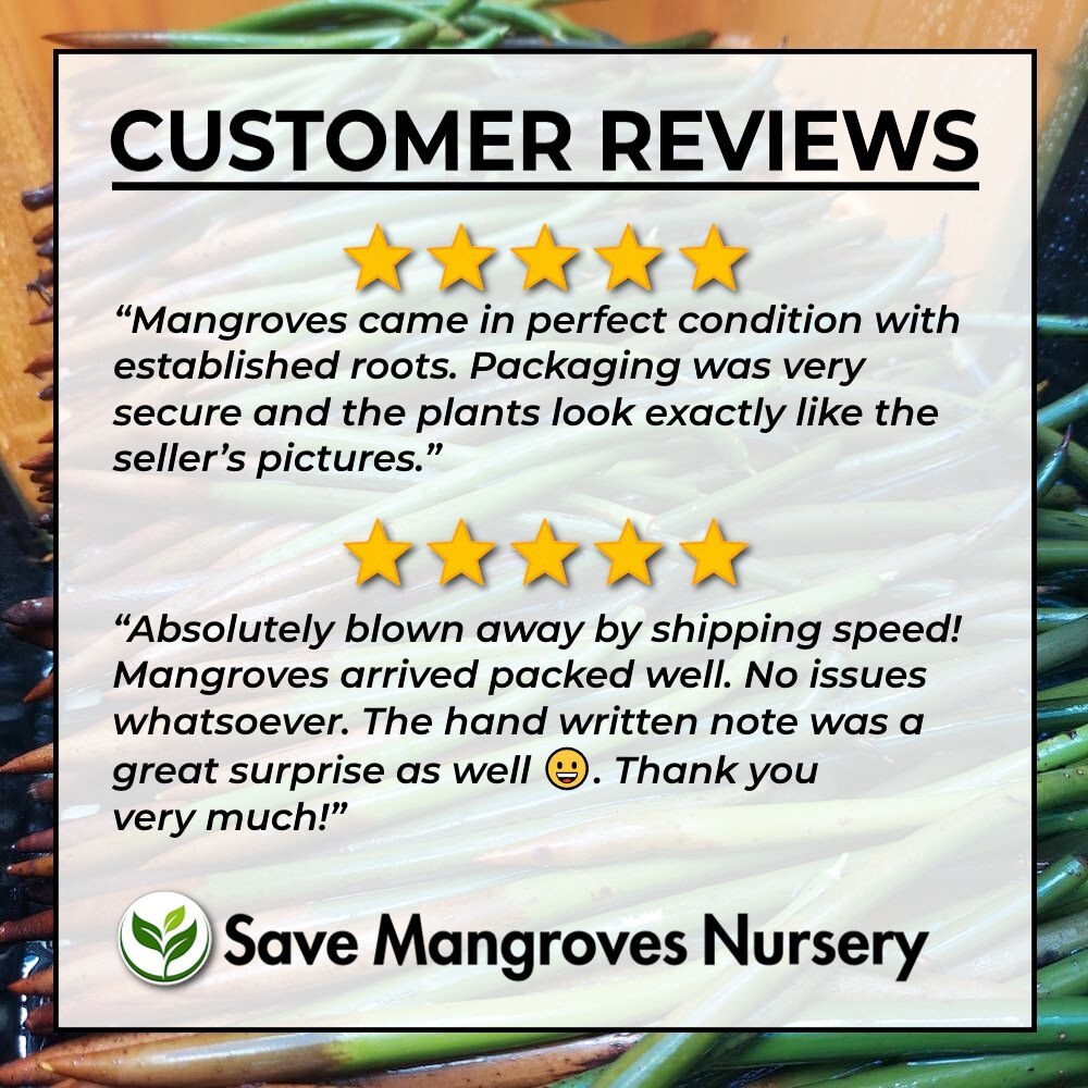 5 Red Mangrove Live Plants WITH ROOTS, 5 Oriental Orange Mangrove Seeds Aquarium