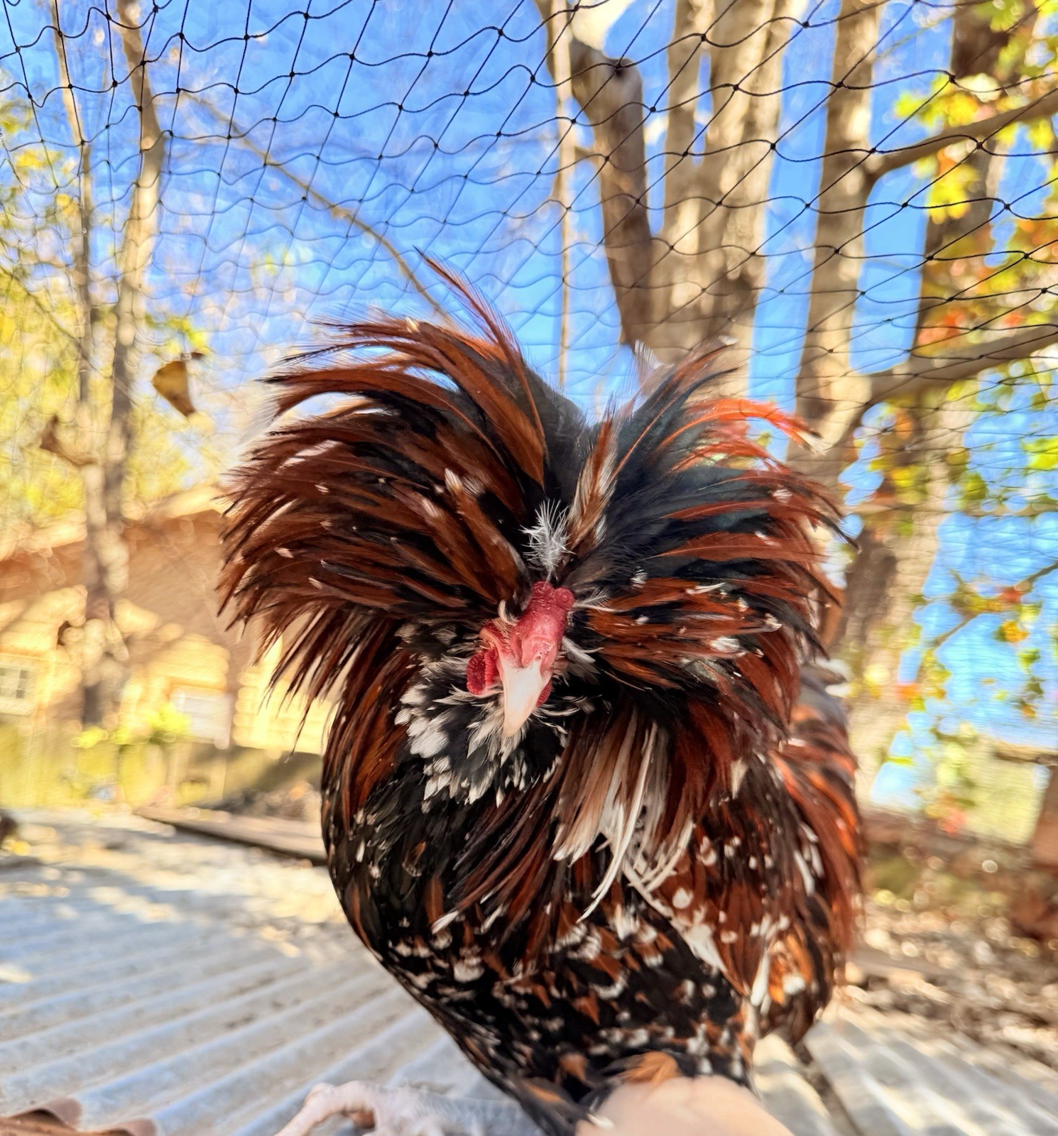 12 +++ Extra Tolbunt Polish Hatching Eggs