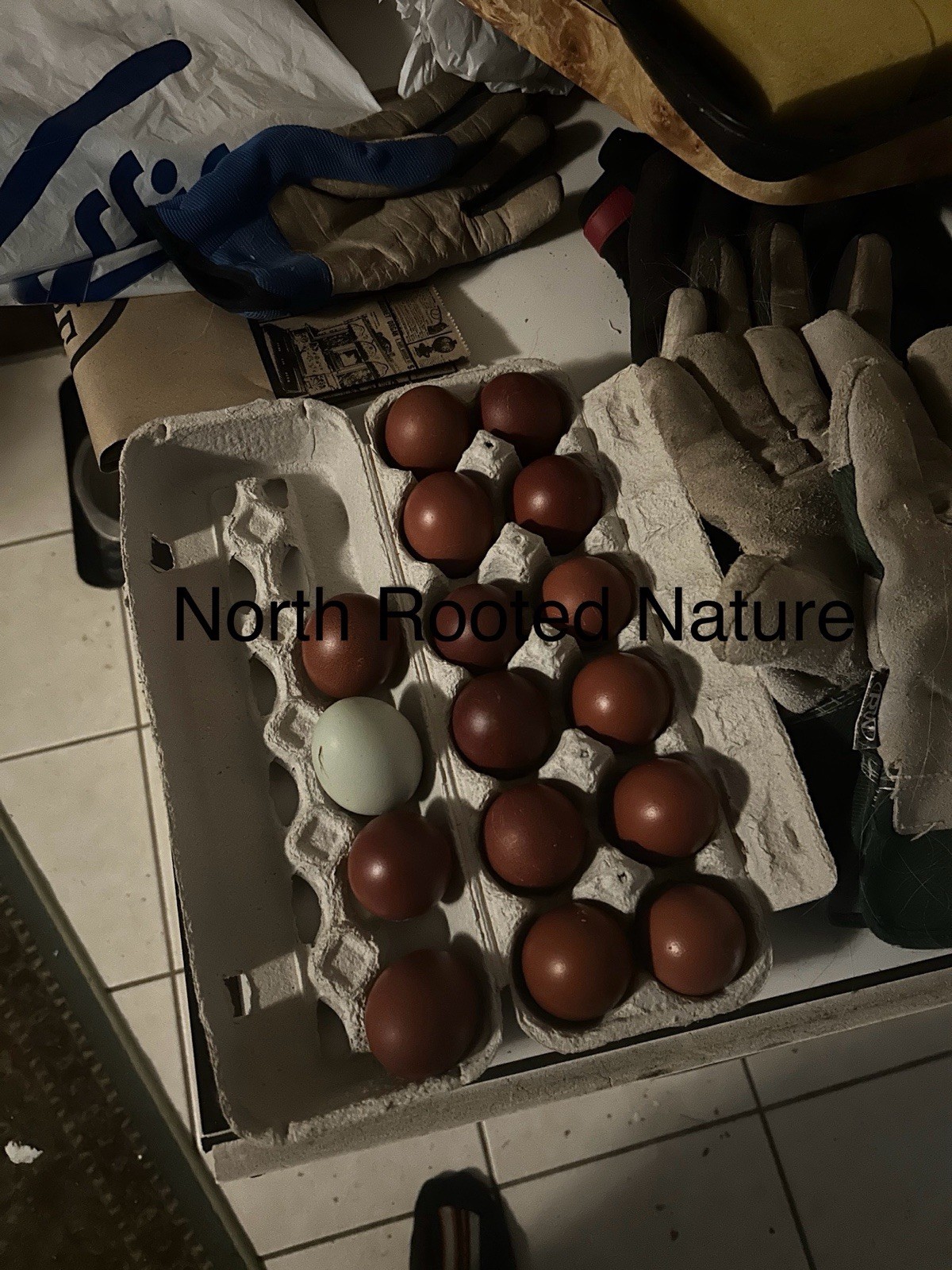 RARE🥚 French Black Copper Maran Fertile Hatching Egg Rare Colorful Unique 1