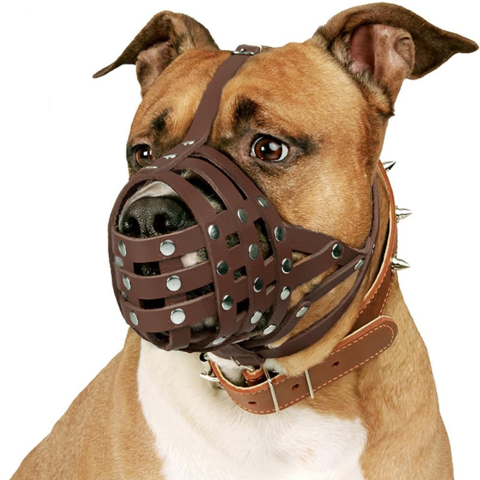 CollarDirect Pitbull Dog Muzzle Leather 1 Count (Pack of 1), Brown Strap