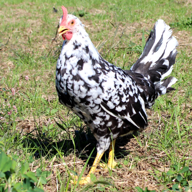 12+ Exchequer Leghorn Hatching Eggs. Great Layers of White Eggs