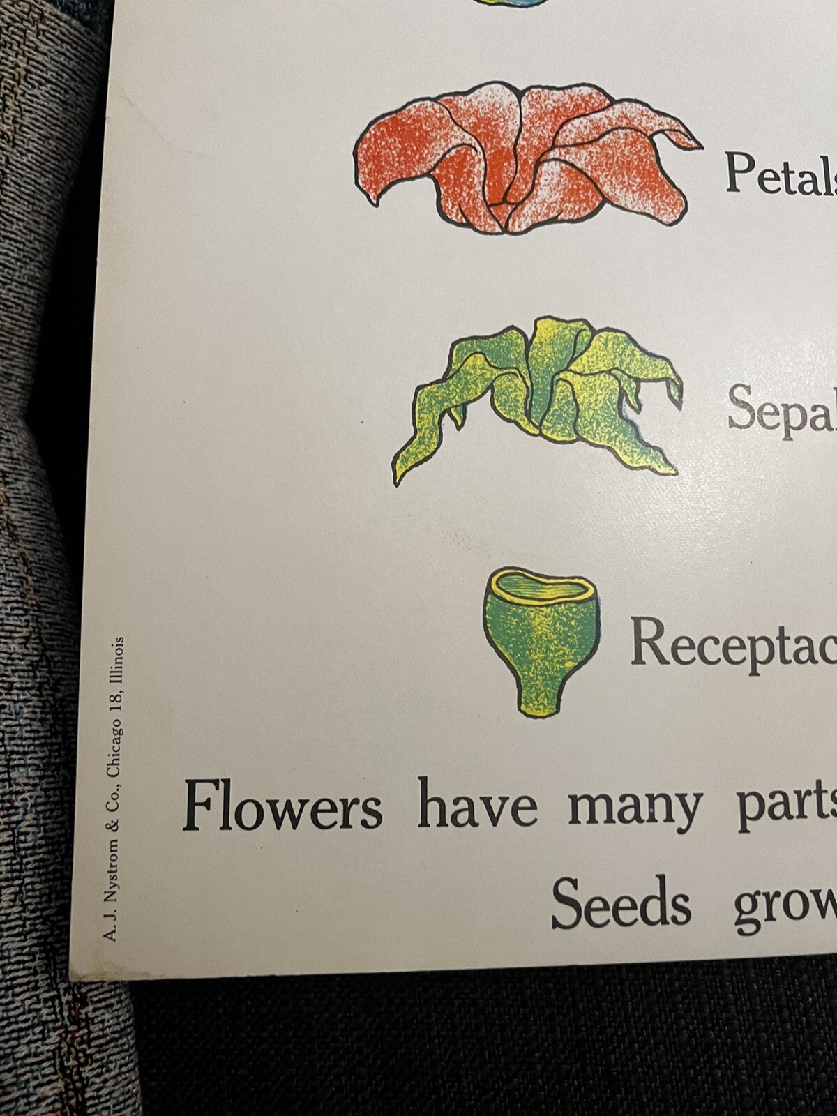 VINTAGE A.J. Nystrom Elementary science chart Plant growth chart 24 x18.5
