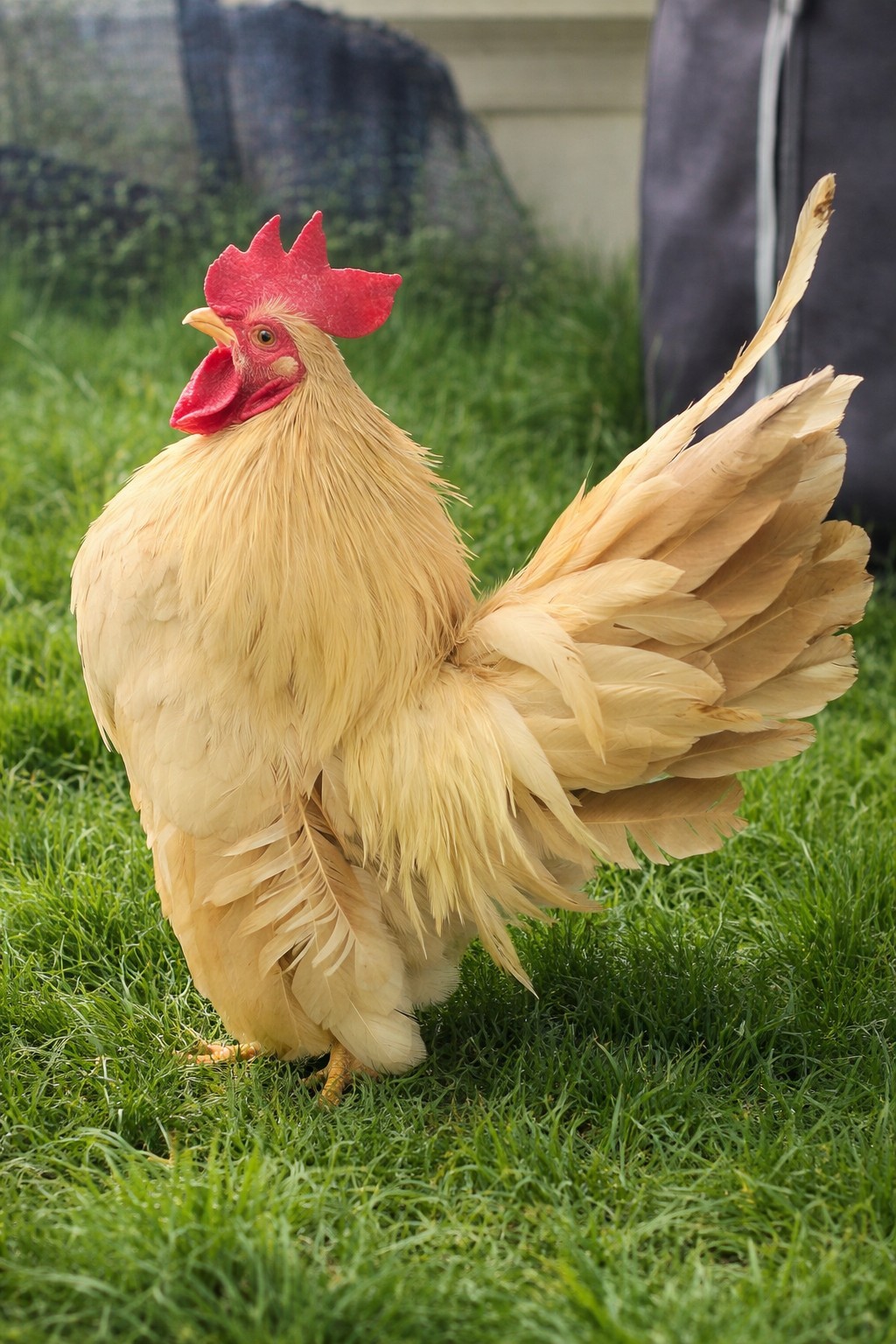 Special Order For ***marbre_5386*** ONLY Pure Serama Hatching Eggs 5 Plus Extra