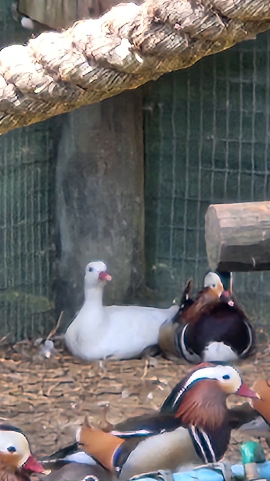Pre sale Mandarin duck hatching eggs