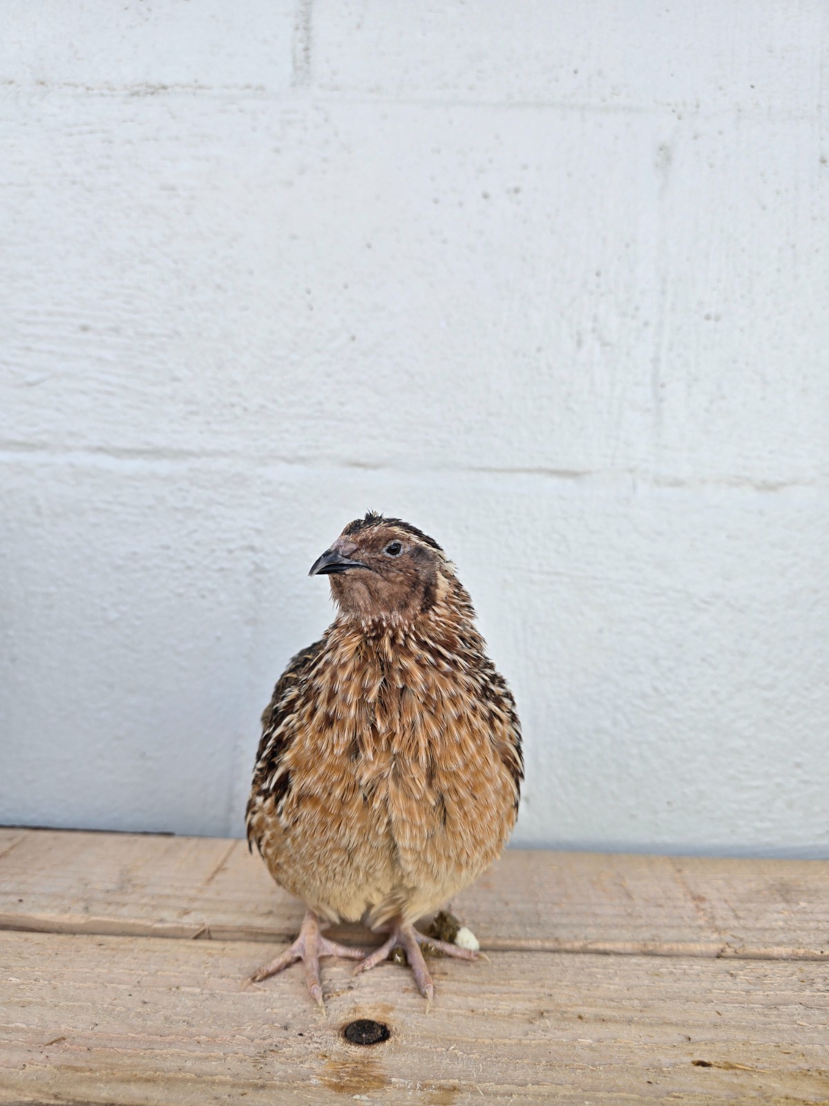 Variety Coturnix Quail Hatching Eggs