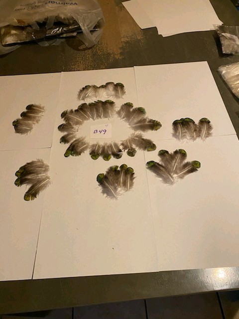 40 Peacock Shell Feathers arts crafts Jewelry B49