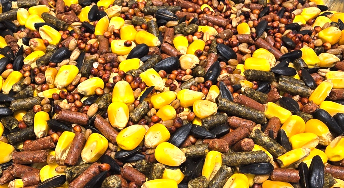 Chicken Duck Turkey Quail Dove Pigeon Wild Bird feed scratch