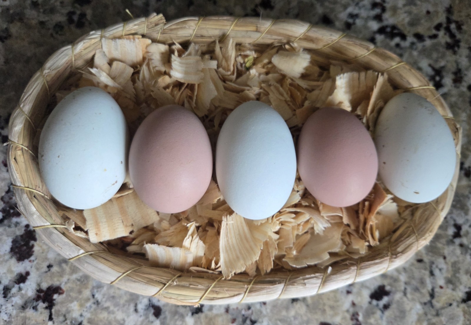 6 Pink & Blue Chicken Hatching Eggs.  Fresh & Fertile