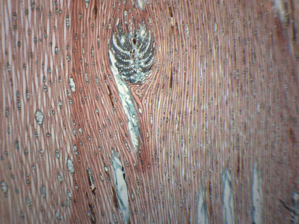 Pine Xylem & Tracheids - Prepared Microscope Slide - 75x25mm - Eisco Labs