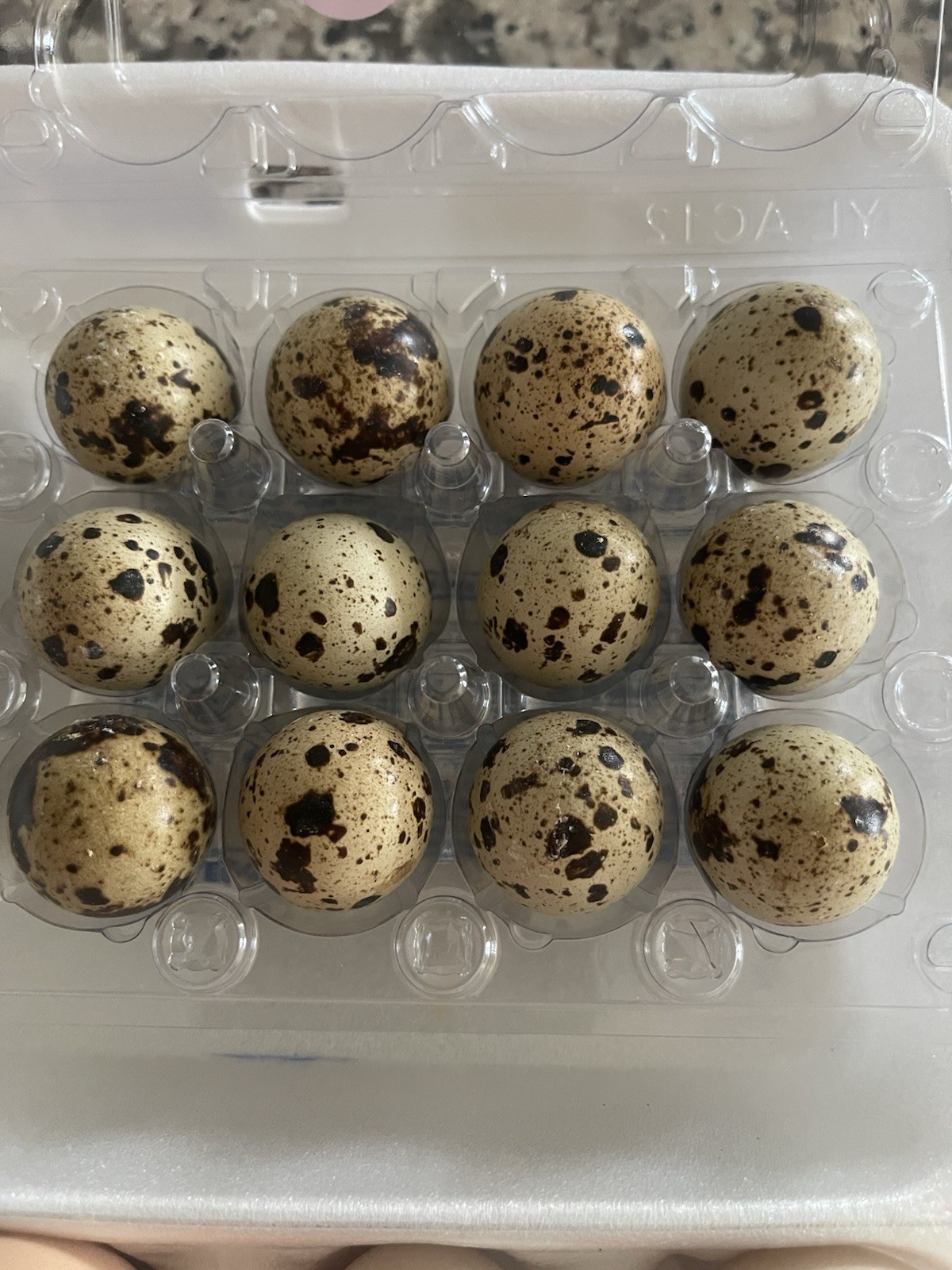 18 Assorted Coturnix Quail Hatching Eggs | Mixed Colors | Foam Packed
