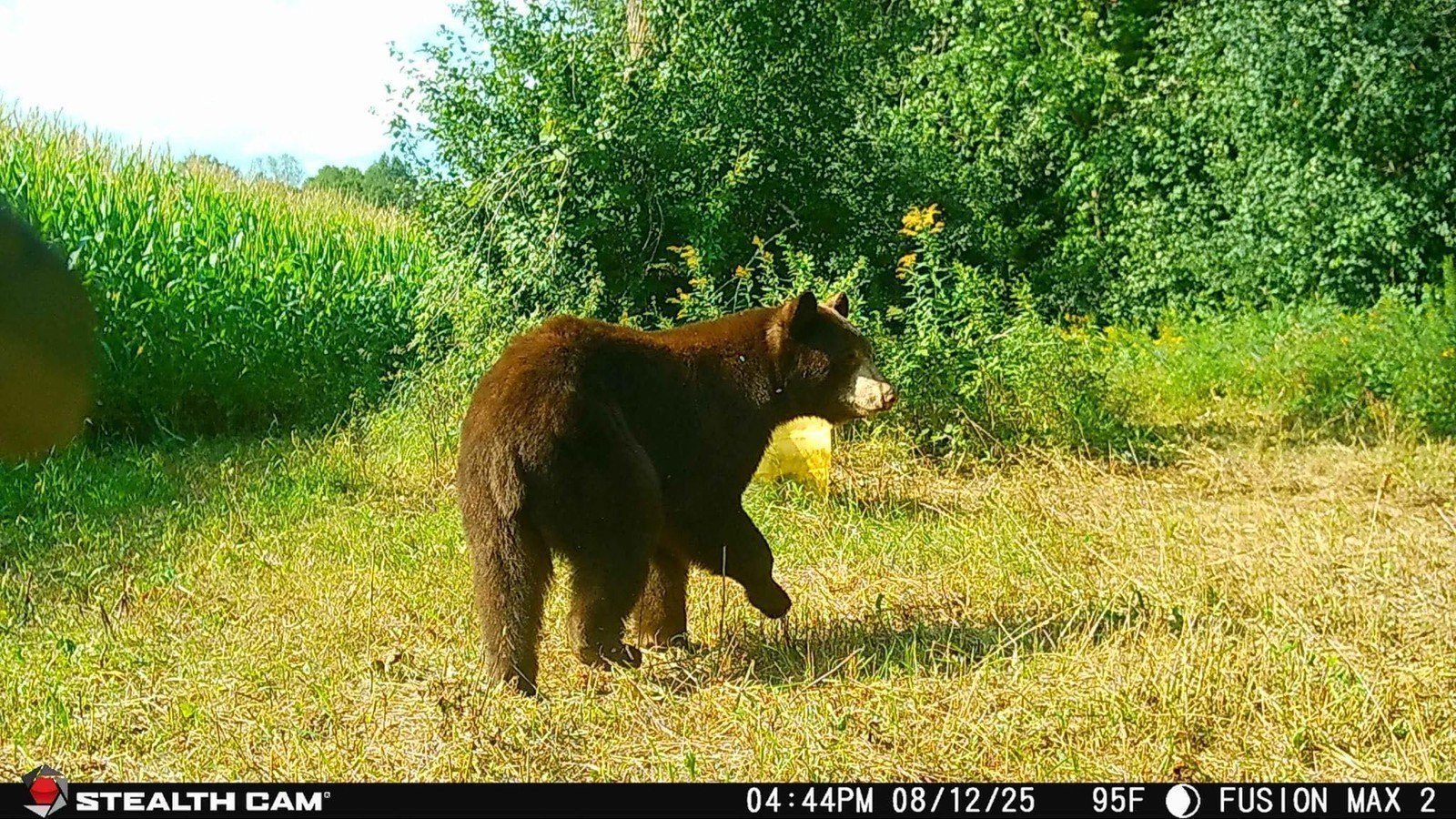 Stealth Cam Fusion MAX 2.0 / Cellular Camera / 36MP / 2 Pack