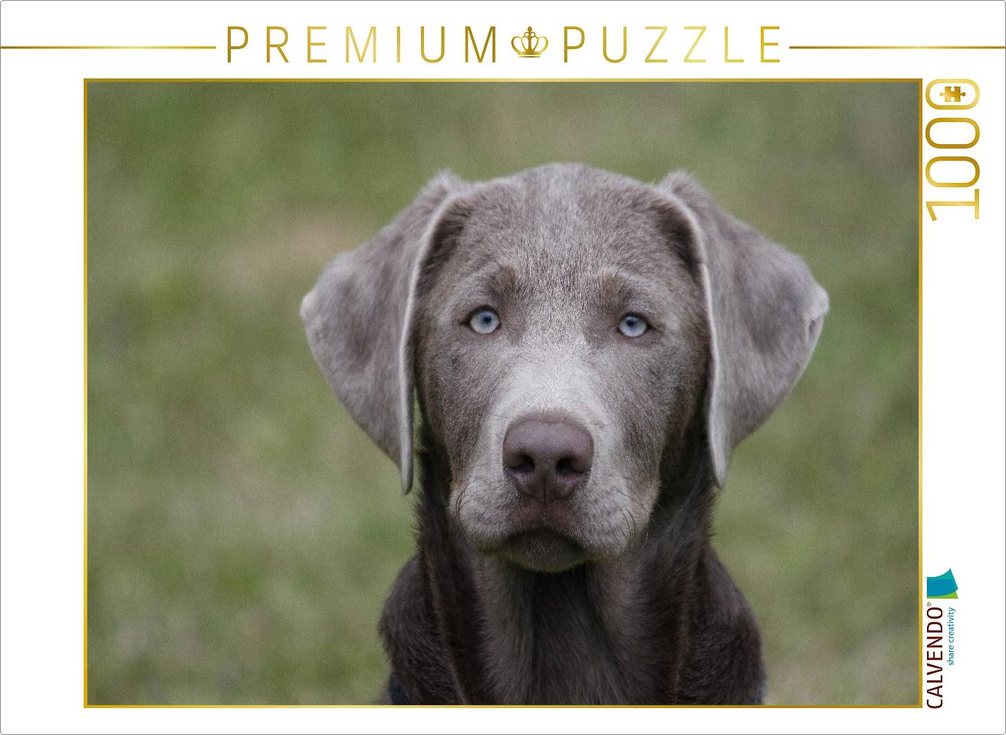 CALVENDO Puzzle Labrador-Welpe | 1000 Teile Lege-Größe 64x48cm Foto-Puzzle für g