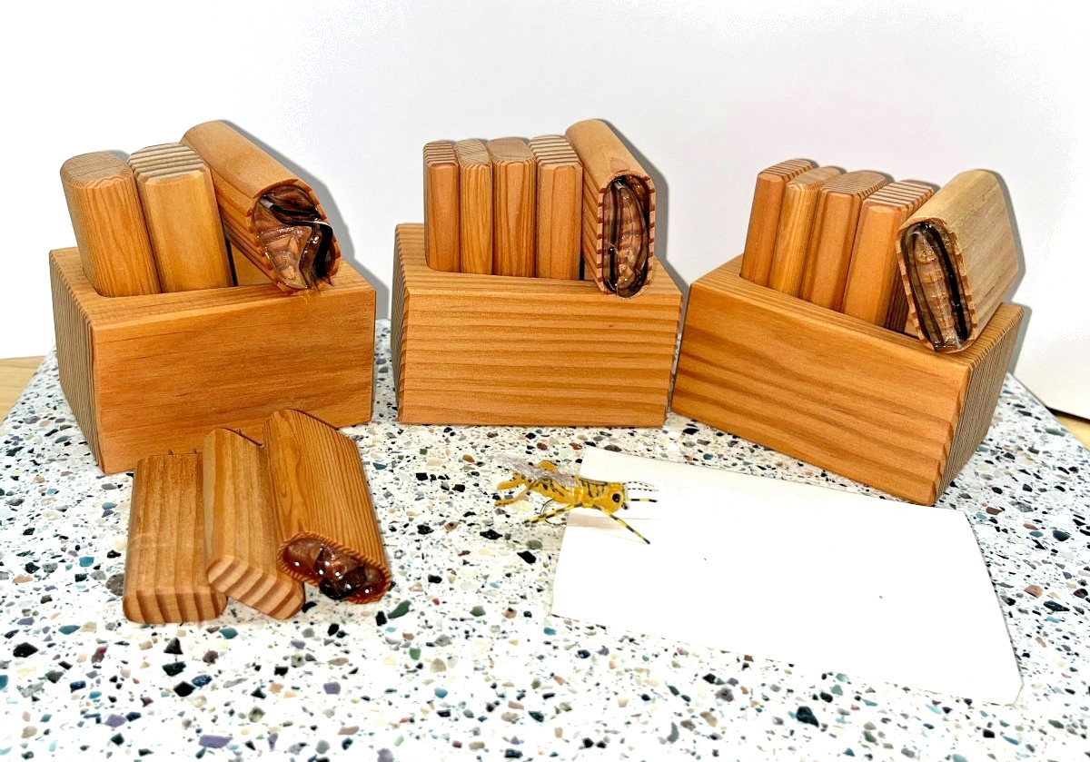Tomsu's Supreme Hopper River Roads Cutters Comp Set Sizes 2 - 12 Kit + Sample